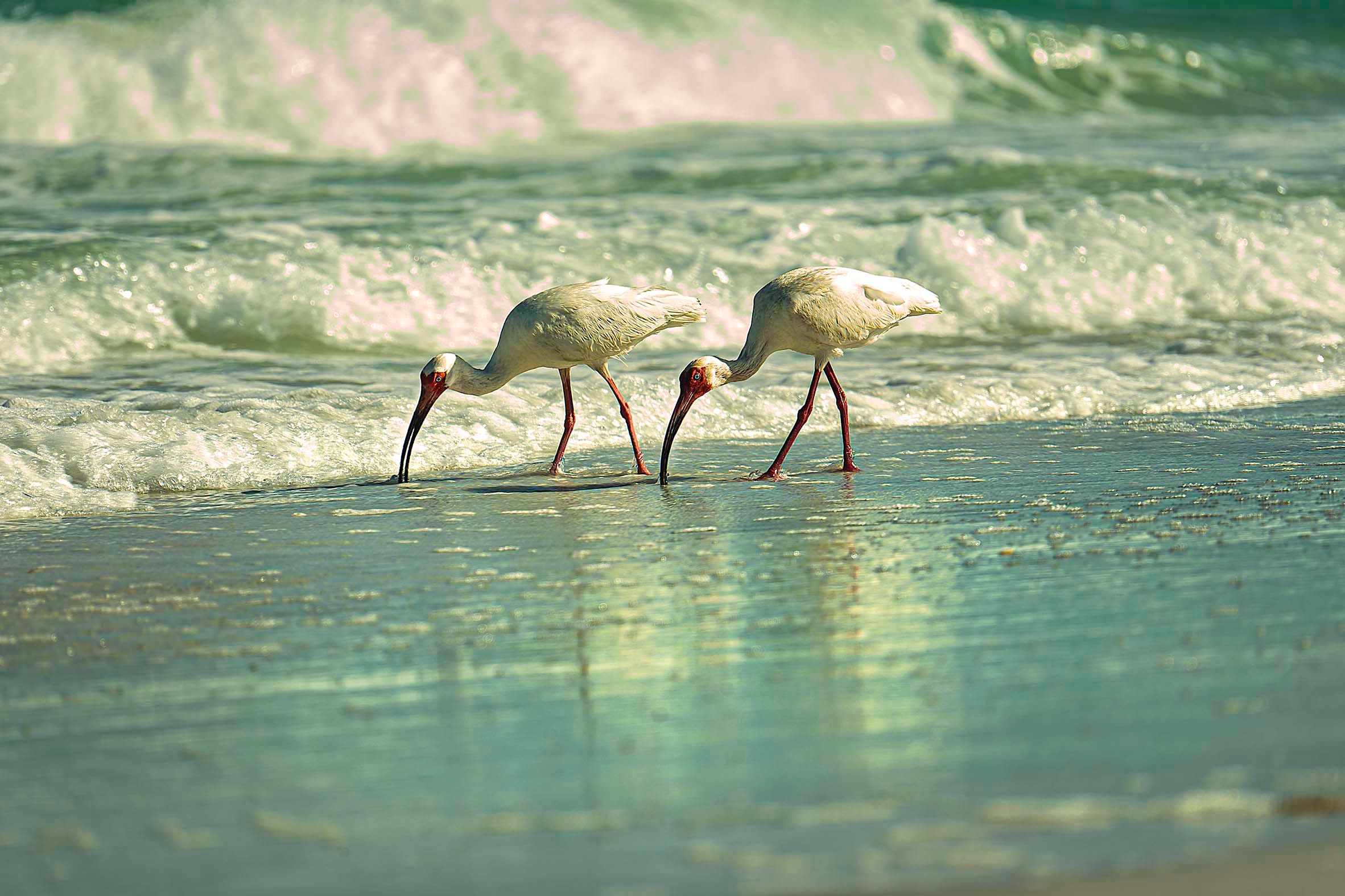Three white ibis foraging in the surf along a Florida beach