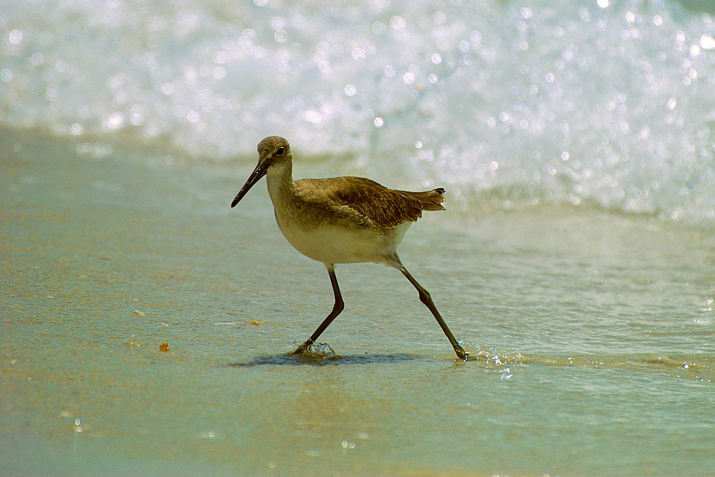 A willet shorebird striding through the surf in sparkling afternoon light
