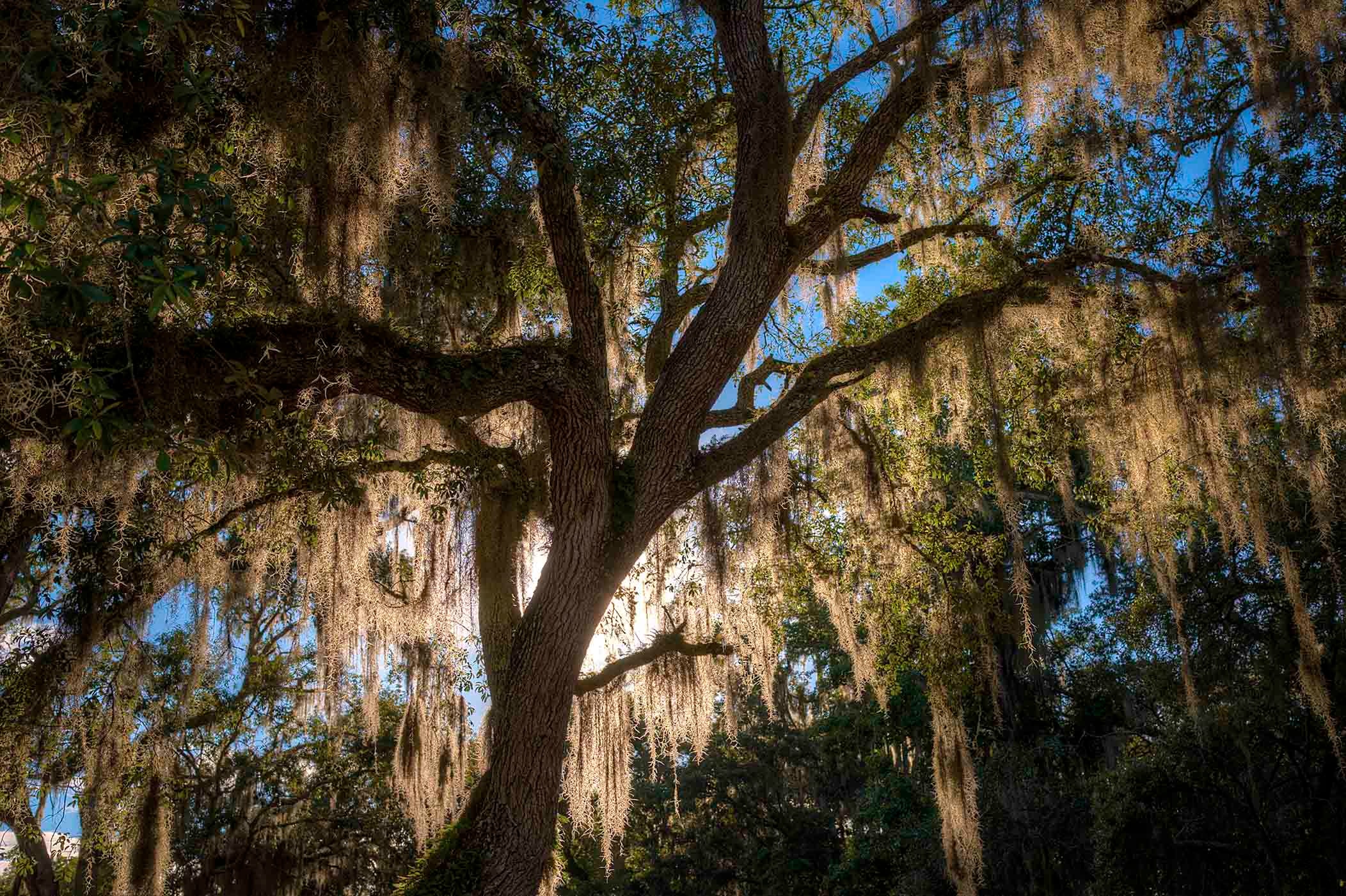 A massive live oak draped in Spanish moss glowing in warm afternoon light against a blue sky