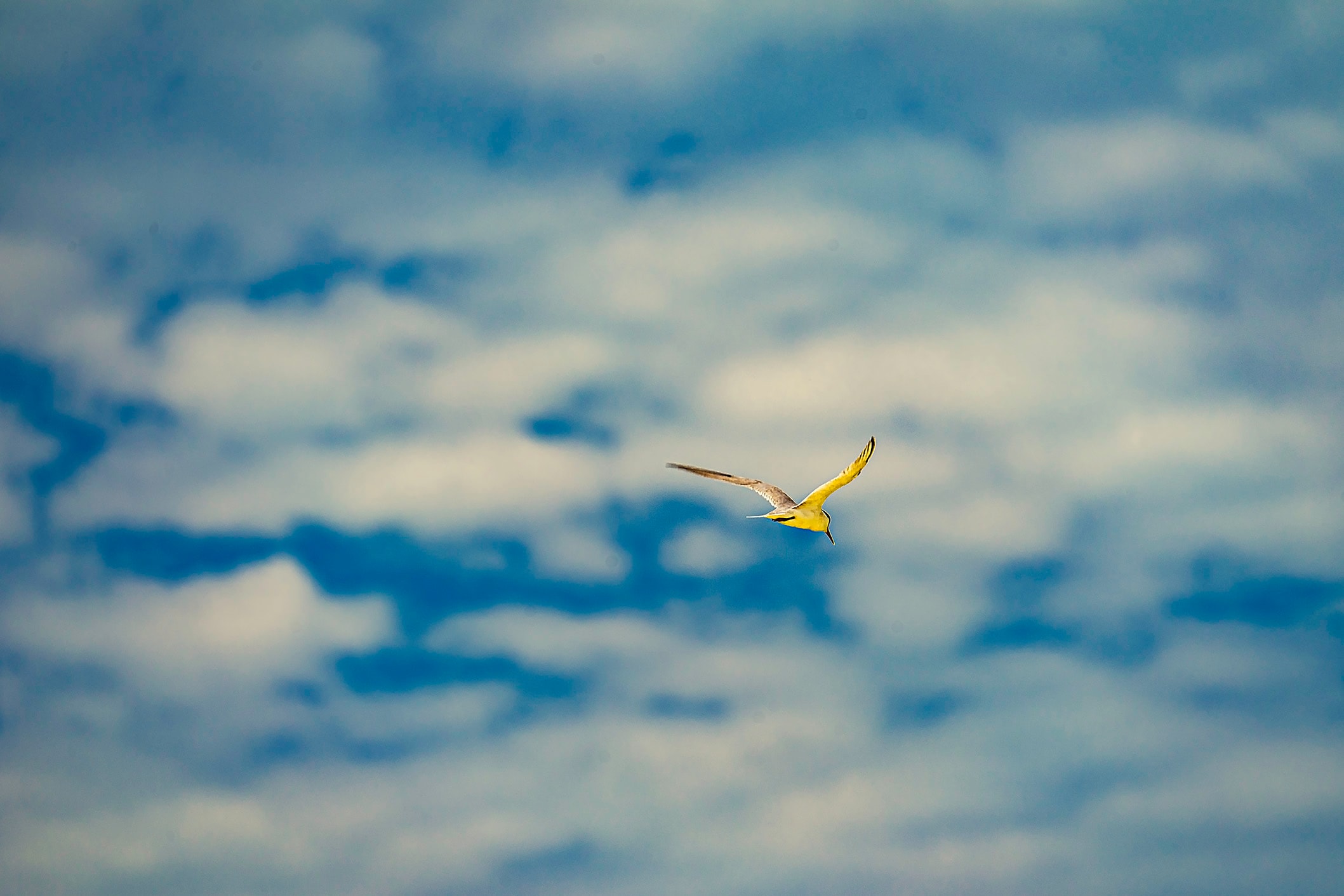 A small yellow bird in flight against a soft blue cloudy sky