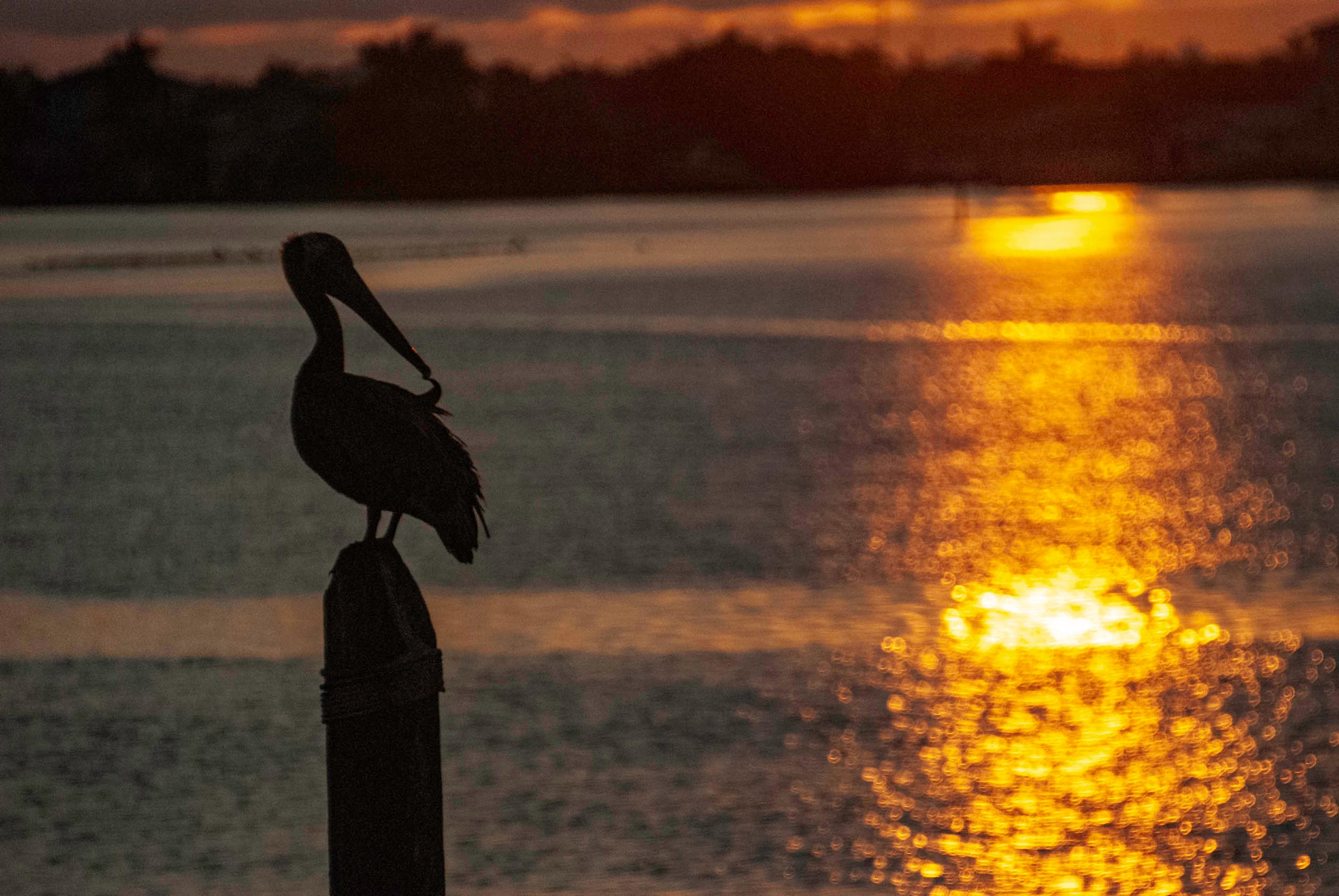 Pelican silhouetted on a piling against a blazing Gulf sunset