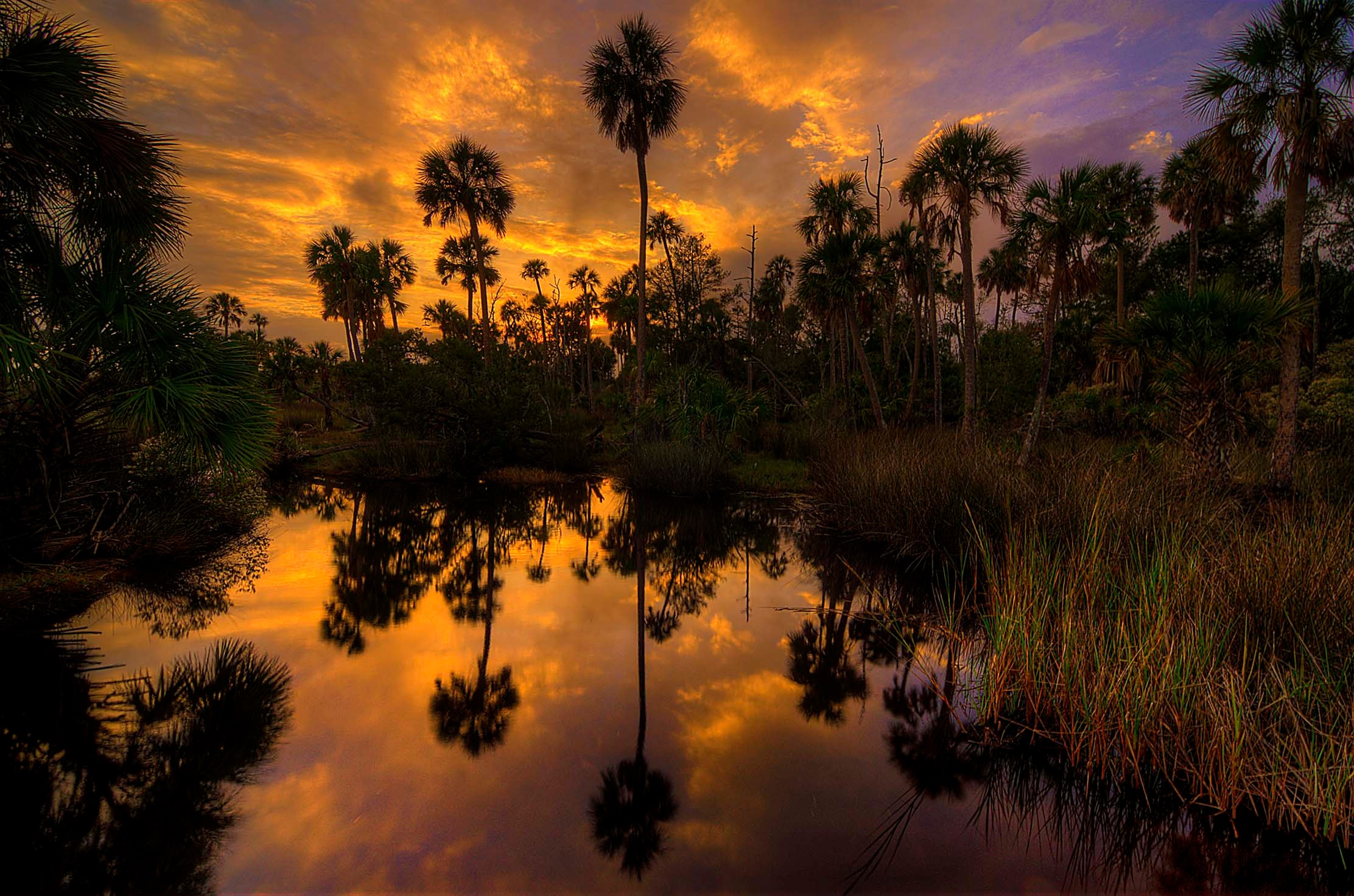 An explosive Florida wetland sunset — sabal palms silhouetted against a sky of molten gold and violet, perfectly mirrored in the still water below