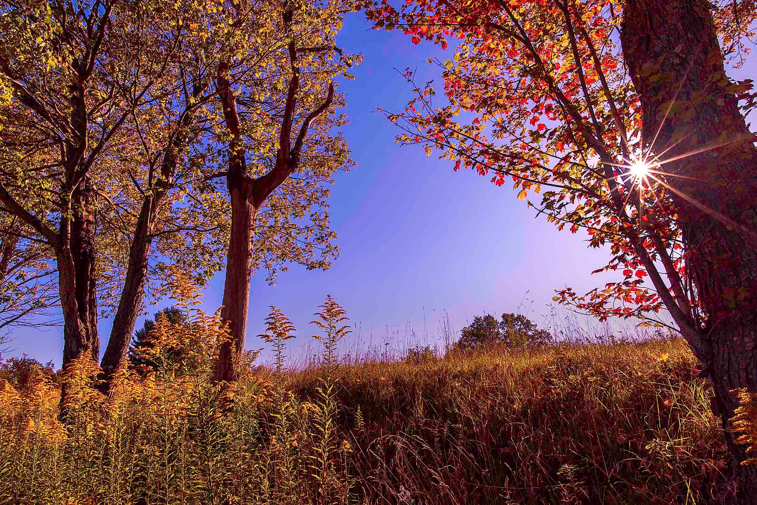 Autumn trees with golden and red leaves framing a sunburst against a deep blue October sky, West Virginia