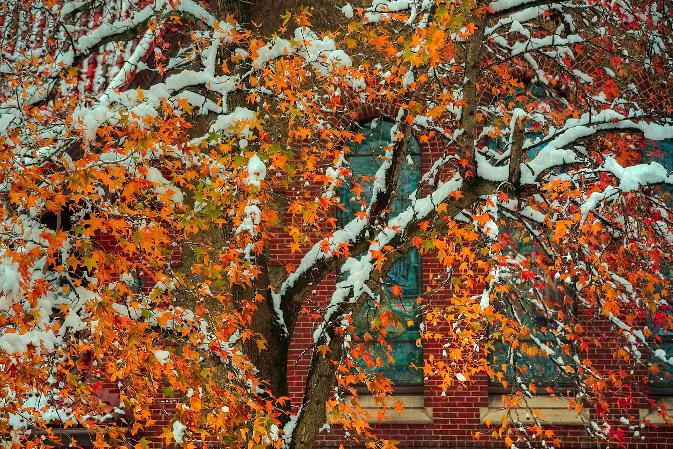 Snow-dusted orange and red maple branches against a red brick building with arched windows — autumn and winter colliding