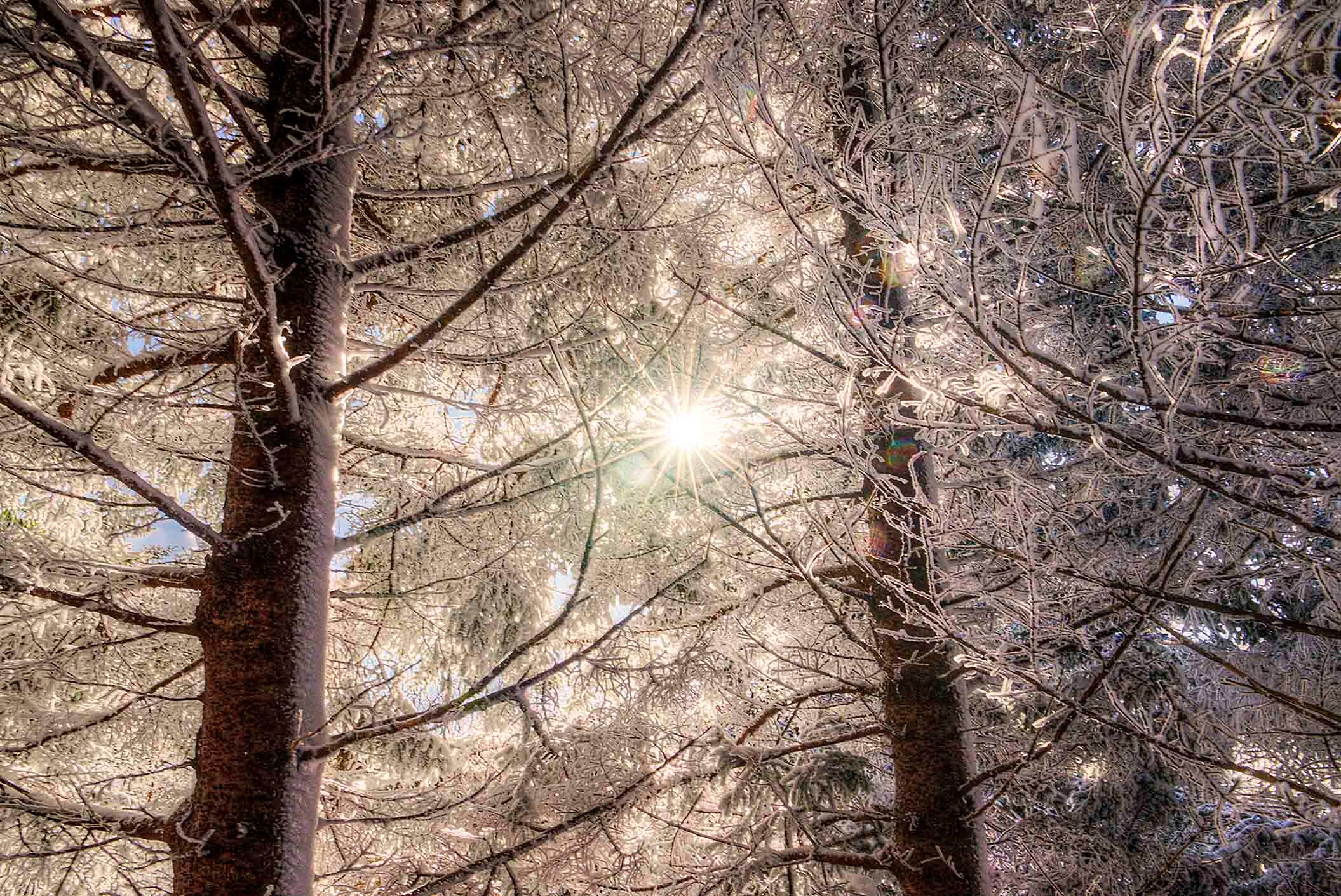 Winter sun bursting through frost-covered tree branches in a dazzling starburst of light