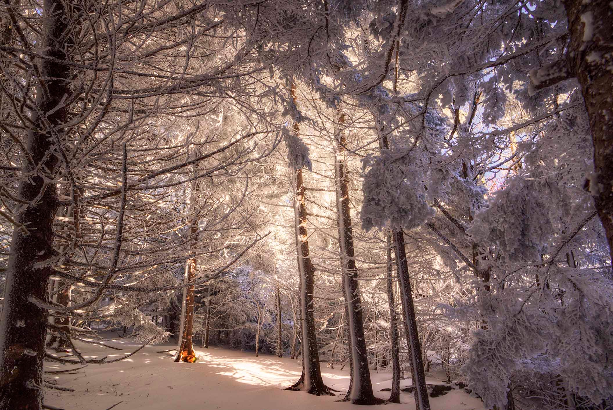 Snow-laden trees glowing with warm golden light filtering through a winter forest canopy