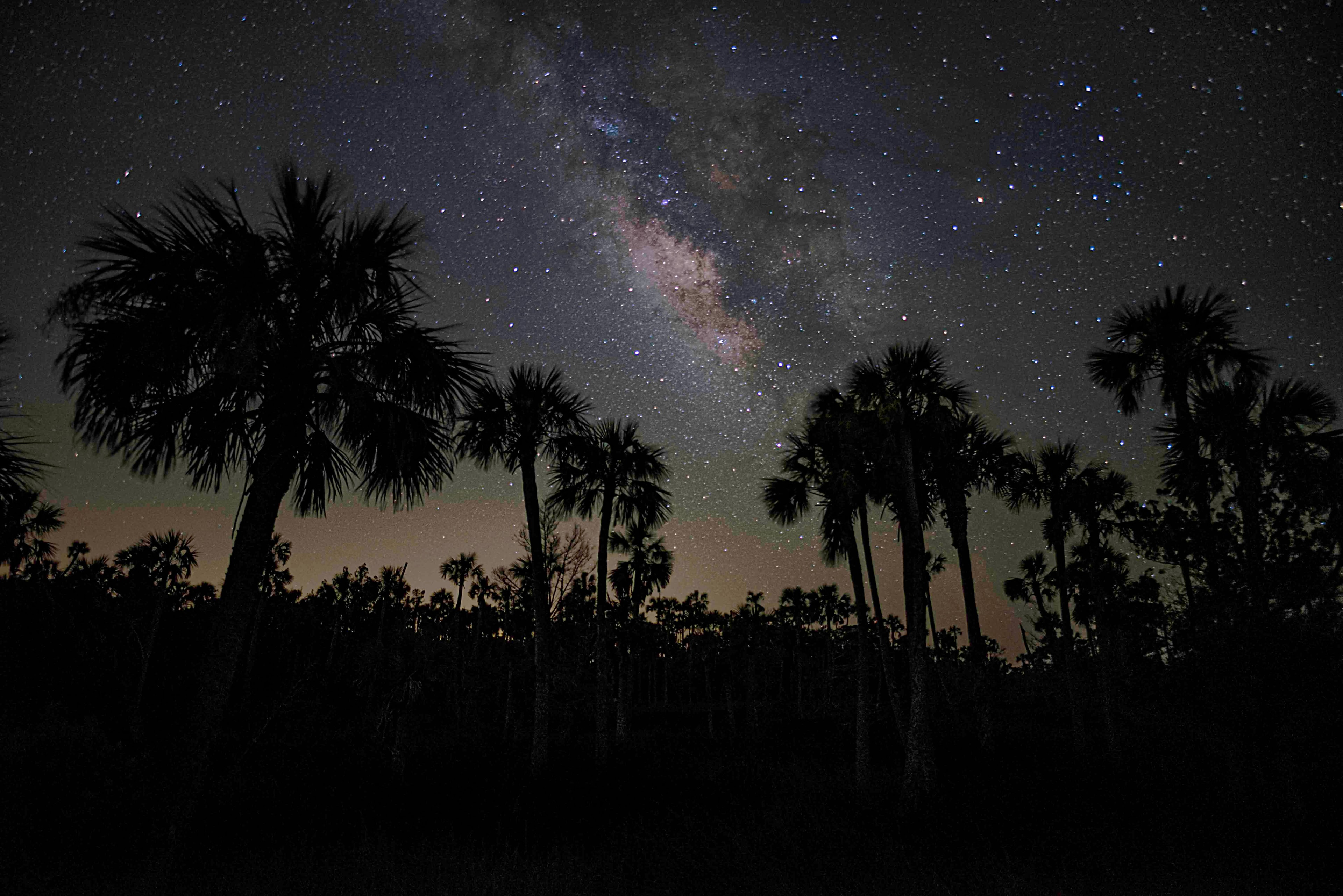 Milky Way arching over silhouetted Florida palms with warm horizon glow