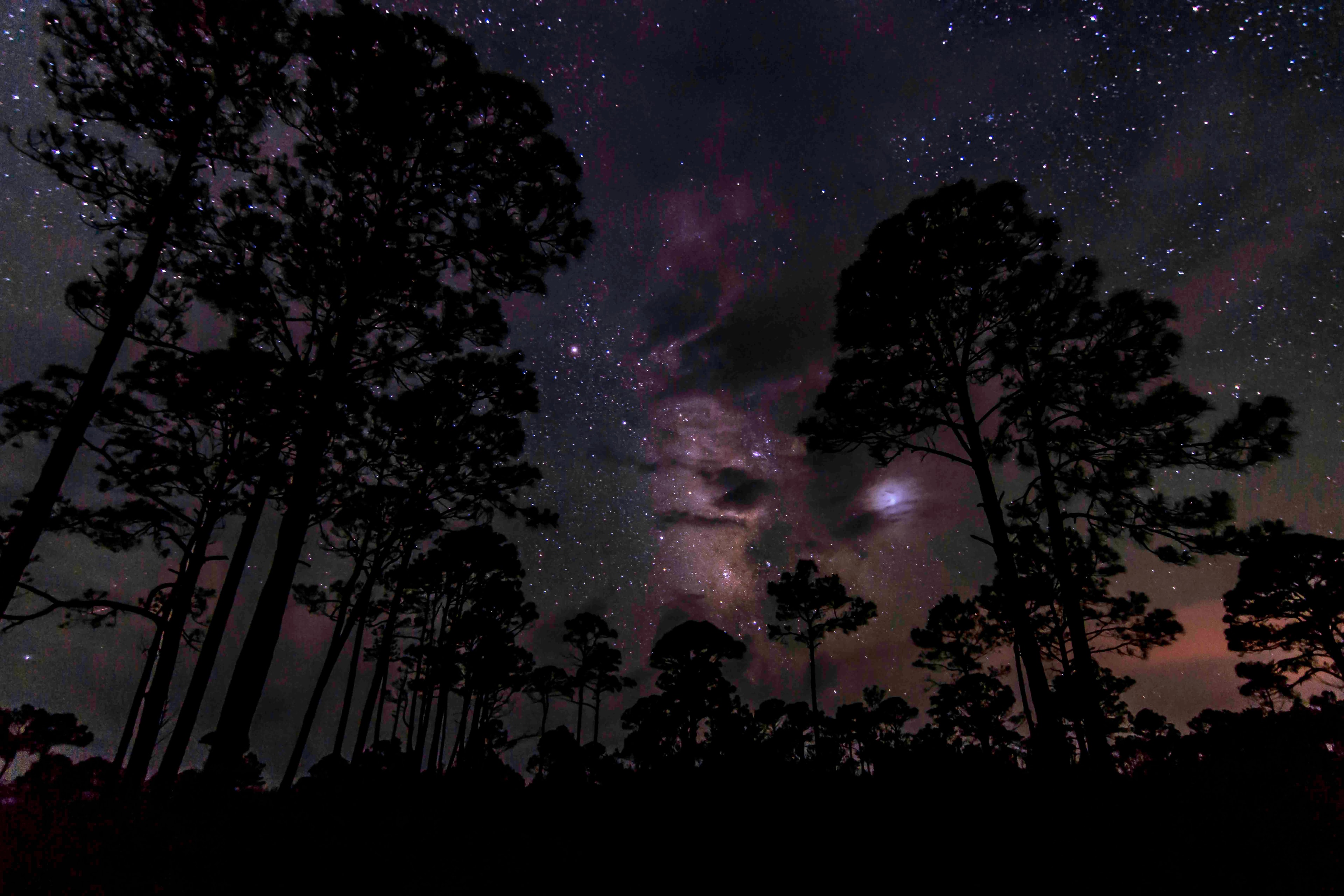 Milky Way glowing through clouds above silhouetted Florida pines with purple nebula hues