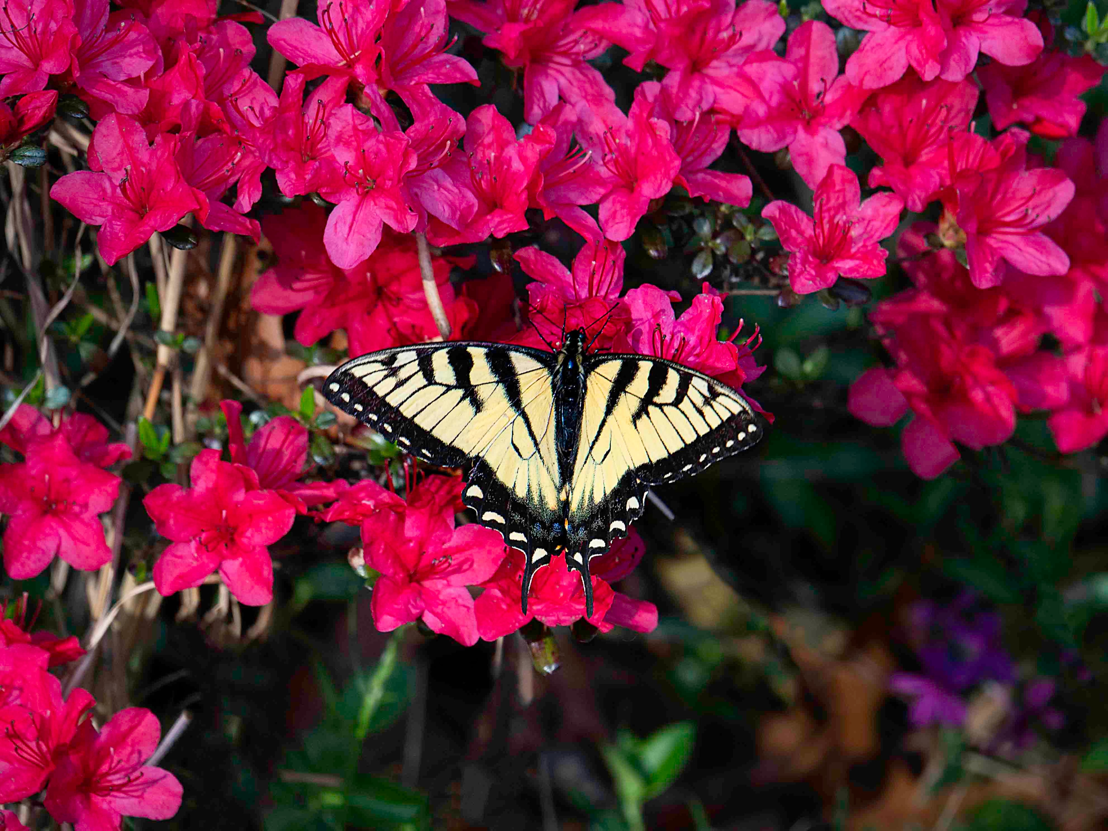 Tiger swallowtail butterfly on vibrant pink azalea blossoms