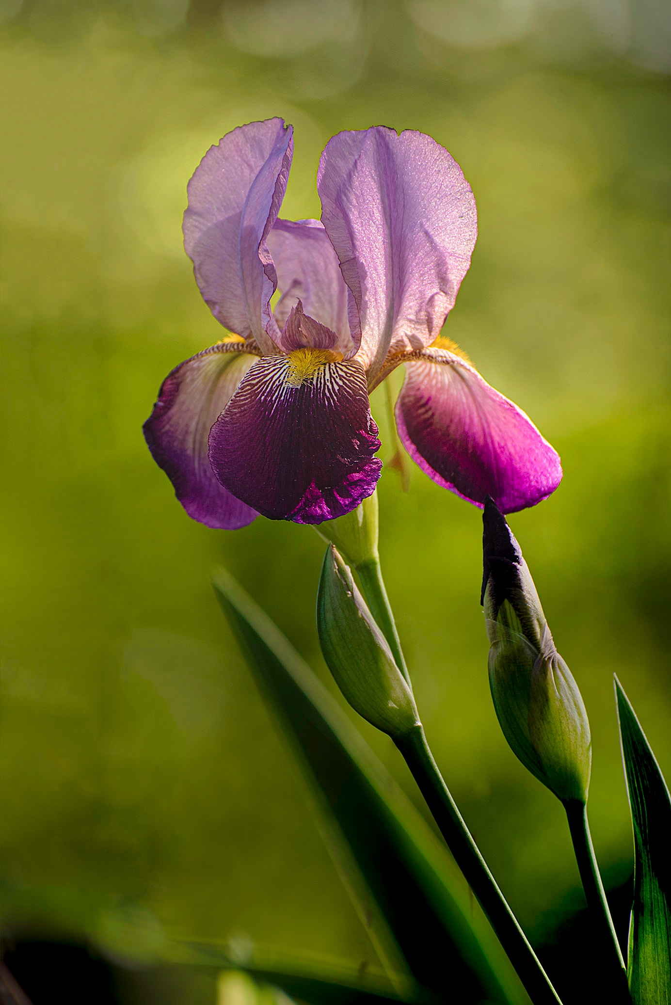 Purple iris in bloom with buds against a soft green background