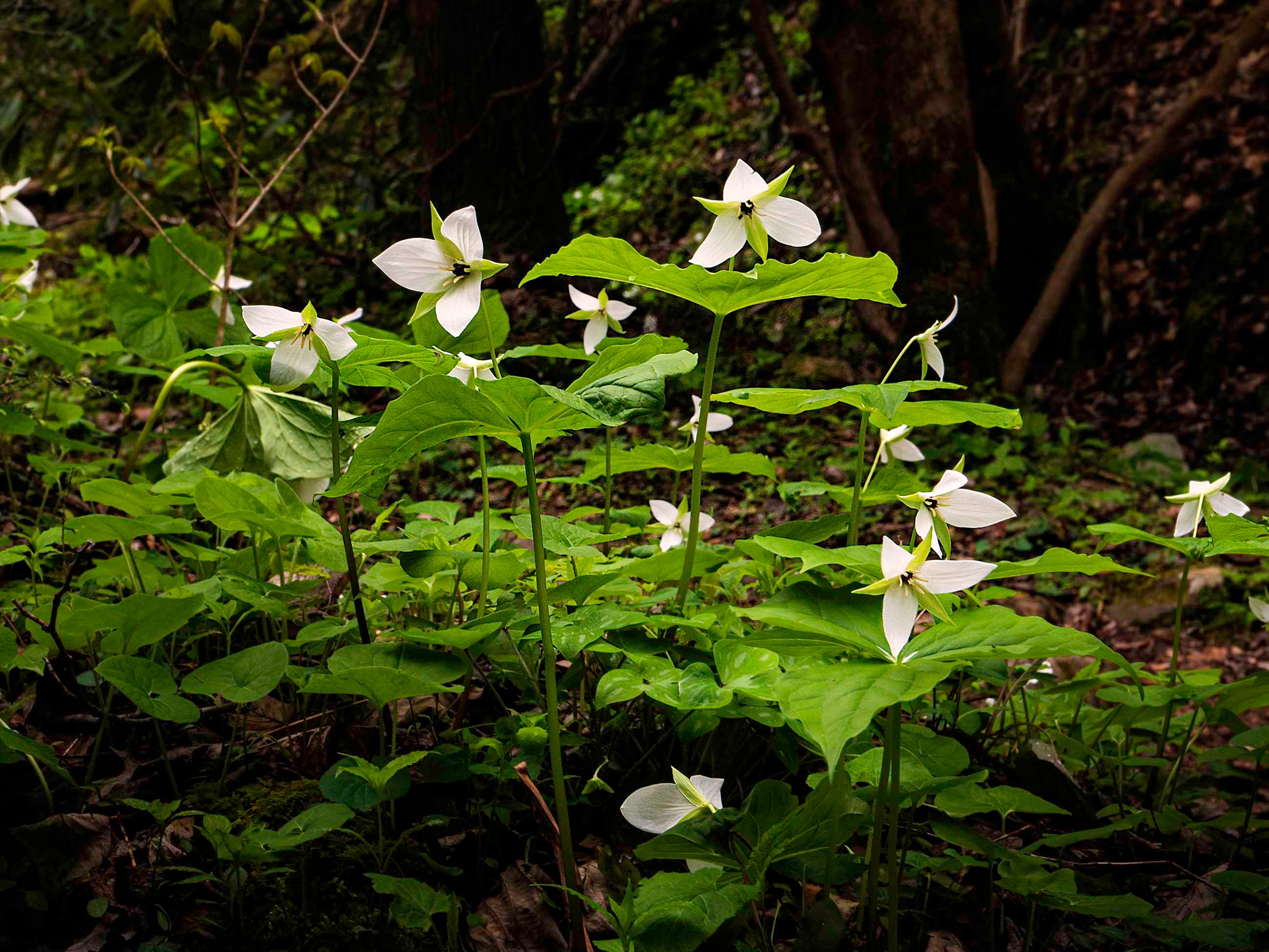 White trillium flowers rising from the forest floor in dappled light