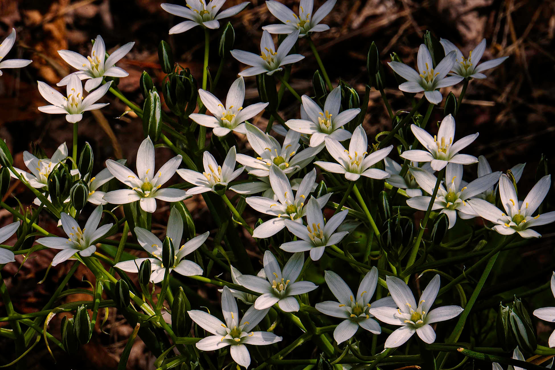 Clusters of white star-shaped spring flowers among green stems
